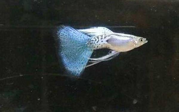 孔雀鱼怎么分公母?