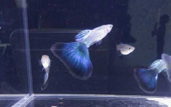 孔雀鱼怎么分公母?