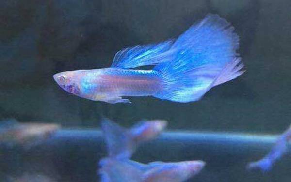 孔雀鱼怎么分公母?