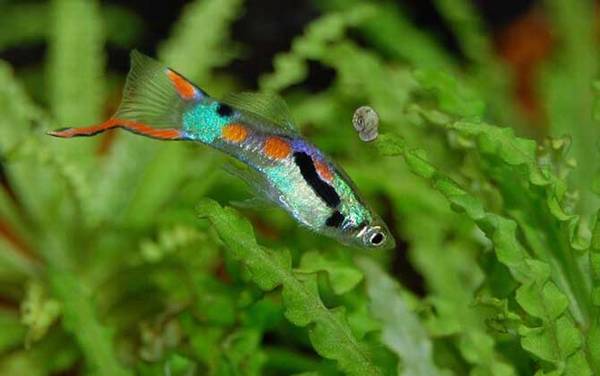 孔雀鱼繁殖方法及注意事项