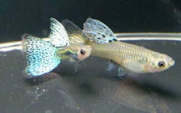 孔雀鱼繁殖方法及注意事项