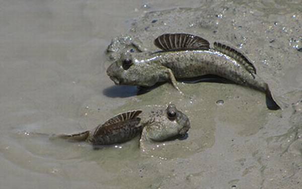 弹涂鱼是什么鱼?