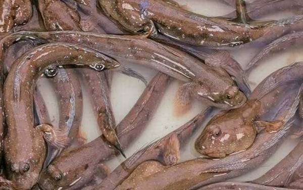 跳跳鱼价格多少钱一斤?