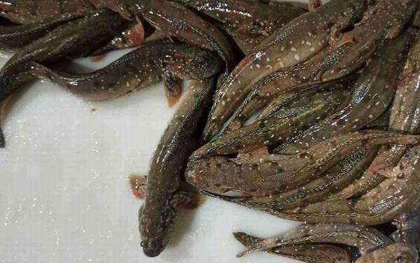 跳跳鱼价格多少钱一斤?