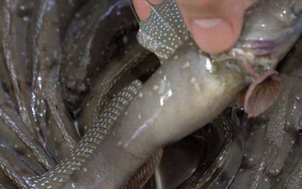 跳跳鱼价格多少钱一斤?