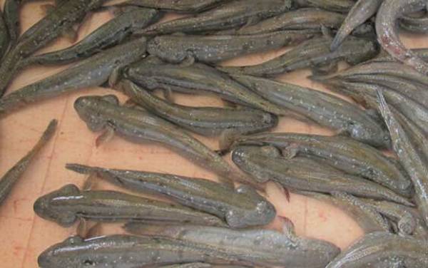 跳跳鱼价格多少钱一斤?