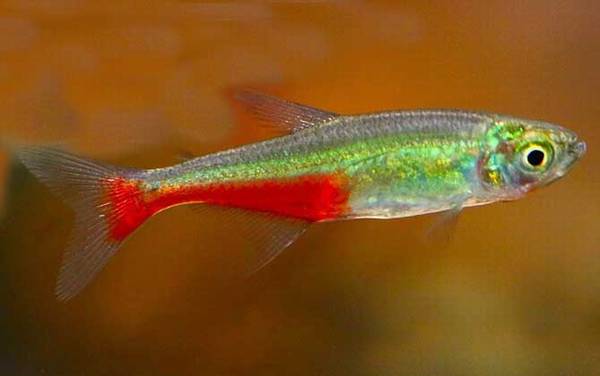 灯鱼种类及图片大全