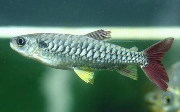 灯鱼种类及图片大全