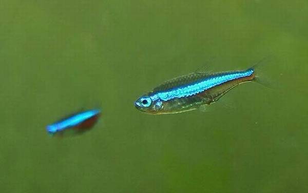 灯鱼种类及图片大全