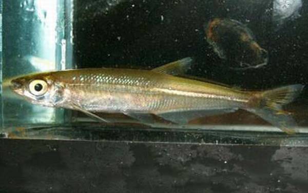 灯鱼种类及图片大全