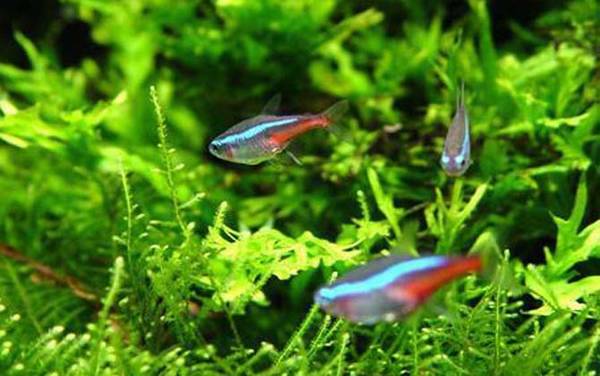 红绿灯鱼繁殖方法及注意事项