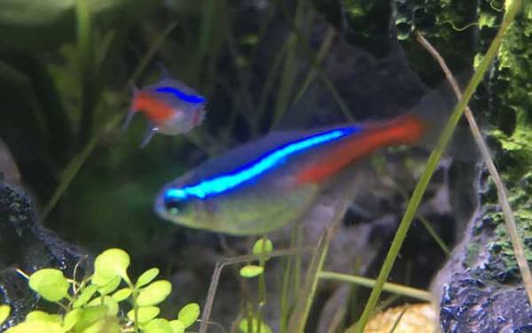 红绿灯鱼是什么鱼?