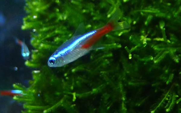 红绿灯鱼是什么鱼?