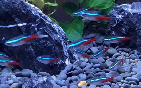 霓虹灯鱼是什么鱼?