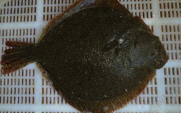 多宝鱼是什么鱼?