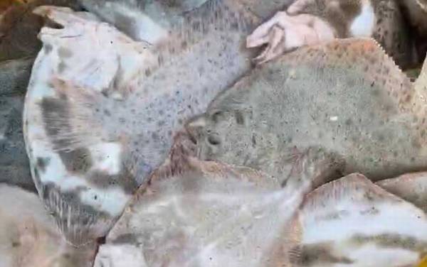 多宝鱼价格多少钱一斤?