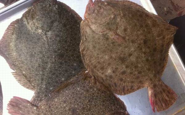 多宝鱼价格多少钱一斤?