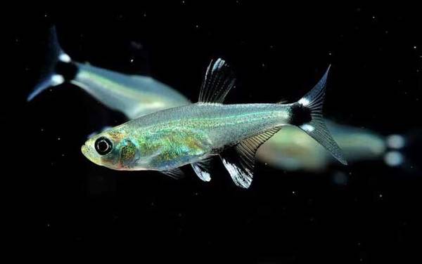 观赏鱼什么鱼最好养?