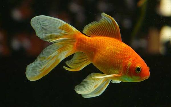 观赏鱼什么鱼最好养?