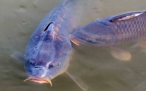 鲸鱼和海马哪个是真正的鱼?