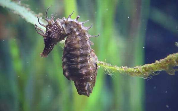 鲸鱼和海马哪个是真正的鱼?