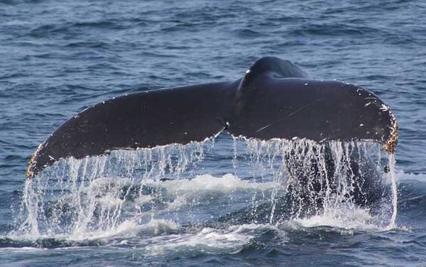 鲸鱼和海马哪个是真正的鱼?