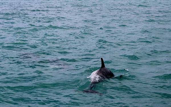 海豚是什么动物?
