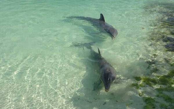 灰海豚是什么动物?