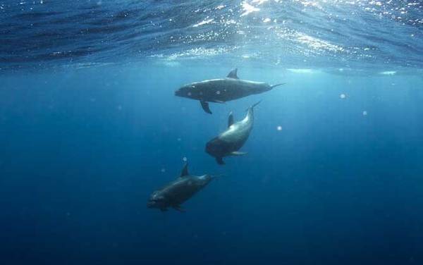 灰海豚是什么动物?