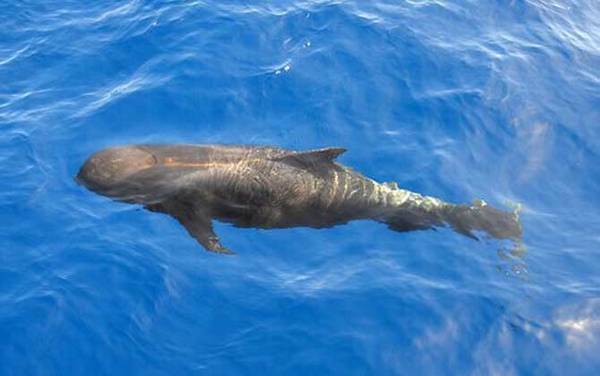 海豚是哺乳动物吗?