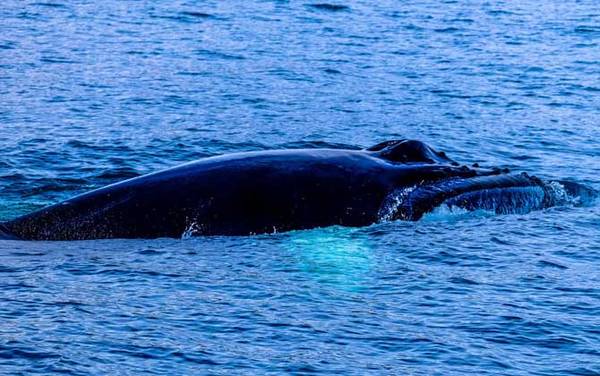 布氏鲸是什么动物?