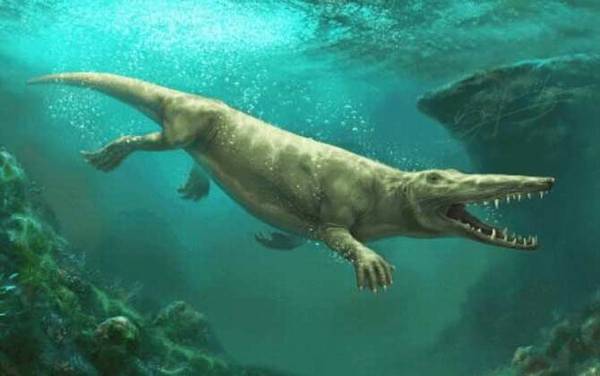 鲸鱼的祖先是什么?