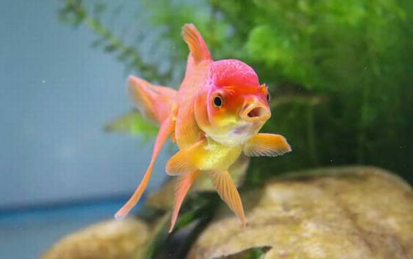 金鱼是什么鱼?