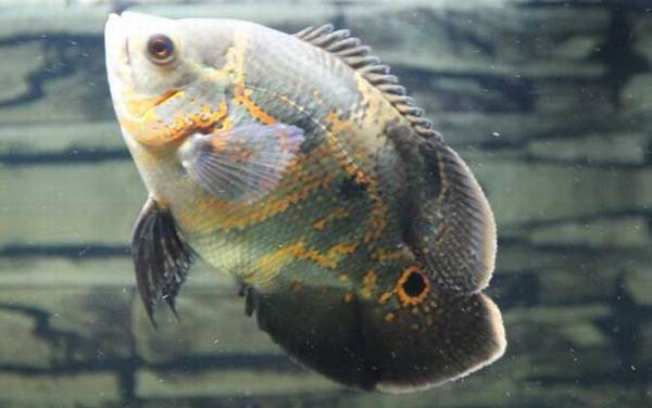 地图鱼吃什么食物?