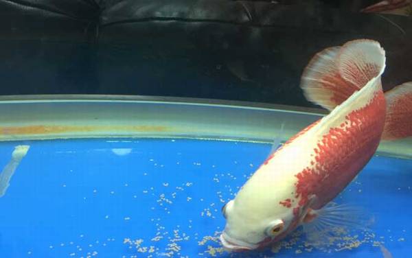 地图鱼吃什么食物?