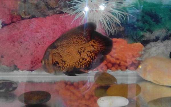 地图鱼怎么分公母?