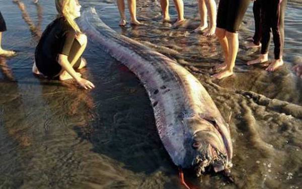 皇带鱼是什么鱼?