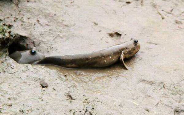 弹涂鱼是什么鱼?