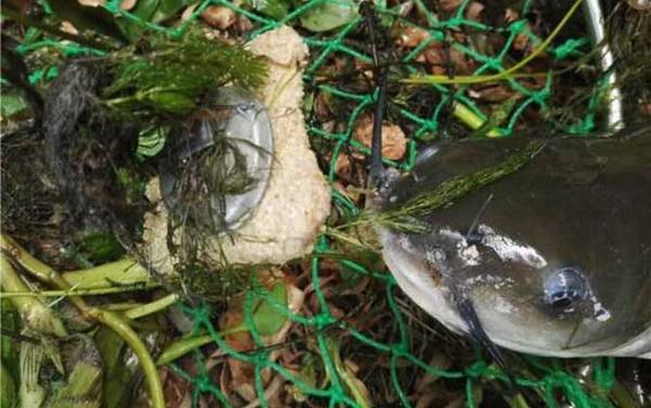 叉尾鮰是什么鱼?