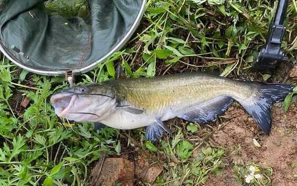 叉尾鮰鱼是不是吃垃圾的鱼?
