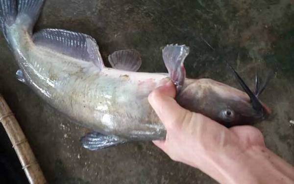 叉尾鮰吃什么食物?