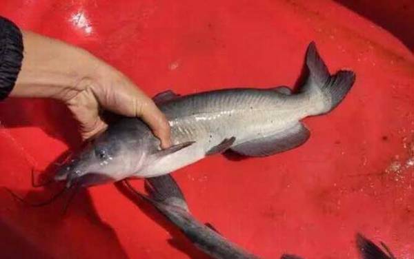 叉尾鮰鱼是不是吃垃圾的鱼?