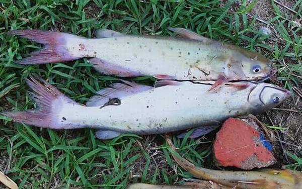 叉尾鮰鱼价格多少钱一斤?