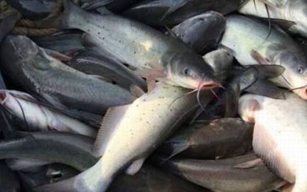 叉尾鮰鱼价格多少钱一斤?