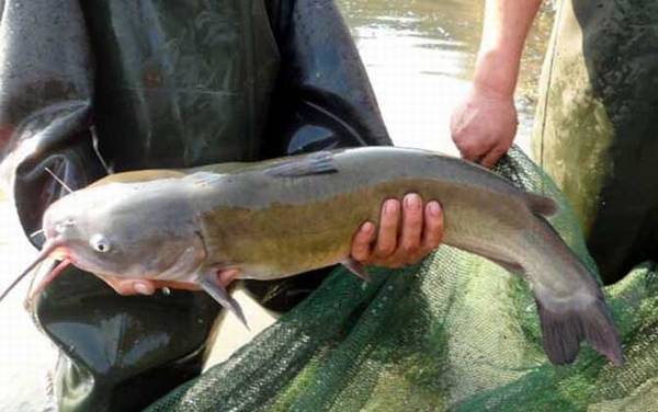 叉尾鮰鱼价格多少钱一斤?