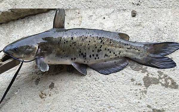 叉尾鮰吃什么食物?