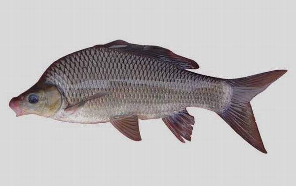 中华倒刺鲃是什么鱼?