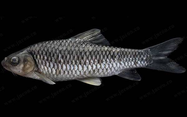 中华倒刺鲃是什么鱼?