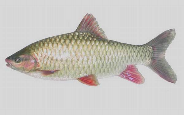 中华倒刺鲃是什么鱼?