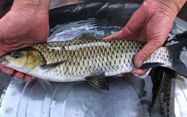 中华倒刺鲃是什么鱼?